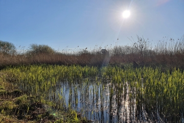 Check out the Reedbed Walkway